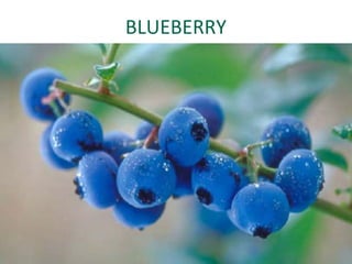 BLUEBERRY
 