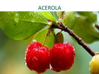 ACEROLA
 