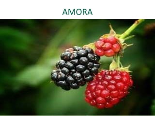 AMORA
 