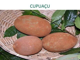 CUPUAÇU
 