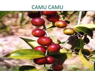 CAMU CAMU
 