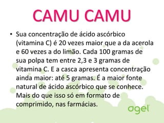 CAMU CAMU
• Sua concentração de ácido ascórbico
(vitamina C) é 20 vezes maior que a da acerola
e 60 vezes a do limão. Cada 100 gramas de
sua polpa tem entre 2,3 e 3 gramas de
vitamina C. E a casca apresenta concentração
ainda maior: até 5 gramas. É a maior fonte
natural de ácido ascórbico que se conhece.
Mais do que isso só em formato de
comprimido, nas farmácias.
 