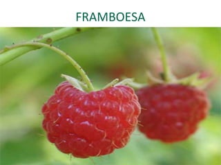 FRAMBOESA
 