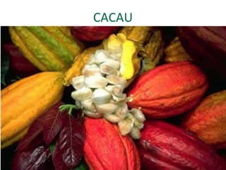 CACAU
 