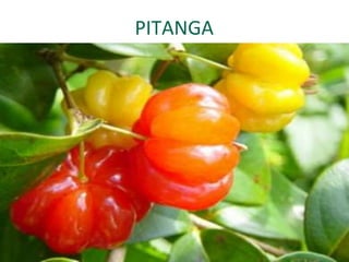 PITANGA
 