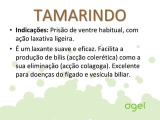 TAMARINDO
• Indicações: Prisão de ventre habitual, com
ação laxativa ligeira.
• É um laxante suave e eficaz. Facilita a
produção de bílis (acção colerética) como a
sua eliminação (acção colagoga). Excelente
para doenças do fígado e vesícula biliar.
 