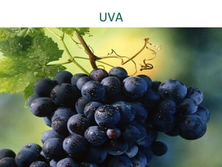 UVA
 