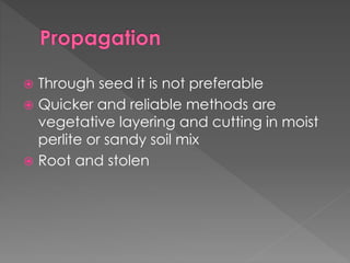  Through seed it is not preferable
 Quicker and reliable methods are
vegetative layering and cutting in moist
perlite or sandy soil mix
 Root and stolen
 