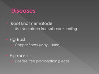 • Root knot nematode
– Use Nematode free soil and seedling
• Fig Rust
– Copper Spray (May – June)
• Fig mosaic
– Disease free propagation pieces
 
