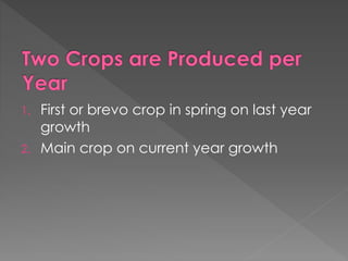 1. First or brevo crop in spring on last year
growth
2. Main crop on current year growth
 