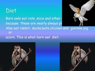 Barn owls eat rats ,mice and other small rodents
because these are nearly always plentiful. Barn owl
Also eat rabbit, ducks,bats,chicken and guninae pig
or
acorn. This is what barn owl diet.
 