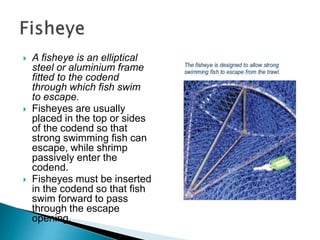  A fisheye is an elliptical
steel or aluminium frame
fitted to the codend
through which fish swim
to escape.
 Fisheyes are usually
placed in the top or sides
of the codend so that
strong swimming fish can
escape, while shrimp
passively enter the
codend.
 Fisheyes must be inserted
in the codend so that fish
swim forward to pass
through the escape
opening.
 