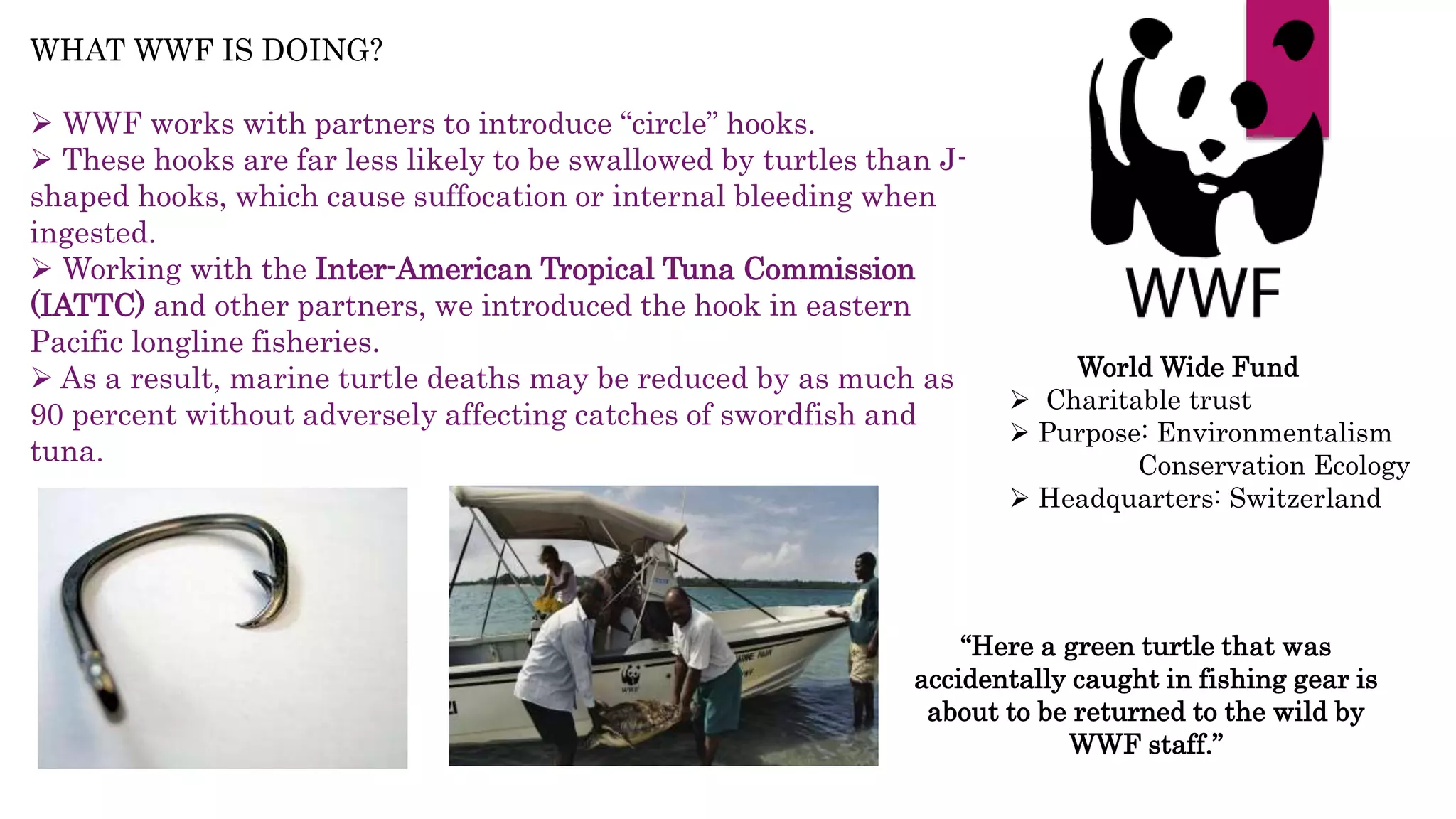 WHAT WWF IS DOING?
 WWF works with partners to introduce “circle” hooks.
 These hooks are far less likely to be swallowed by turtles than J-
shaped hooks, which cause suffocation or internal bleeding when
ingested.
 Working with the Inter-American Tropical Tuna Commission
(IATTC) and other partners, we introduced the hook in eastern
Pacific longline fisheries.
 As a result, marine turtle deaths may be reduced by as much as
90 percent without adversely affecting catches of swordfish and
tuna.
“Here a green turtle that was
accidentally caught in fishing gear is
about to be returned to the wild by
WWF staff.”
World Wide Fund
 Charitable trust
 Purpose: Environmentalism
Conservation Ecology
 Headquarters: Switzerland
 