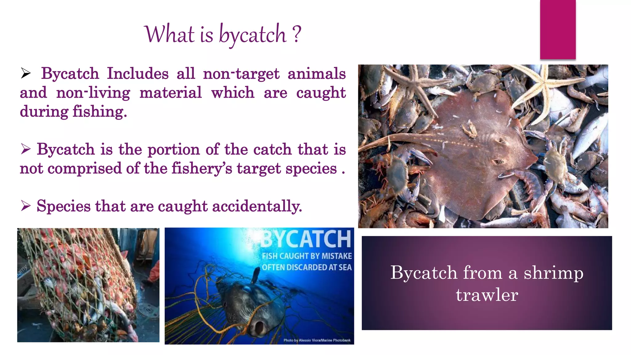What is bycatch ?
 Bycatch Includes all non-target animals
and non-living material which are caught
during fishing.
 Bycatch is the portion of the catch that is
not comprised of the fishery’s target species .
 Species that are caught accidentally.
Bycatch from a shrimp
trawler
 