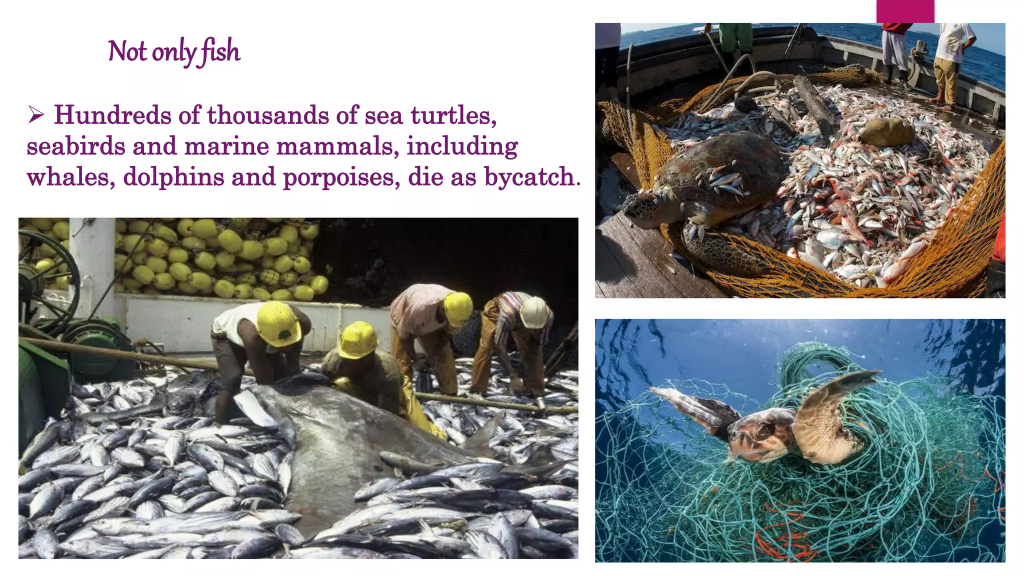 Not only fish
 Hundreds of thousands of sea turtles,
seabirds and marine mammals, including
whales, dolphins and porpoises, die as bycatch.
 