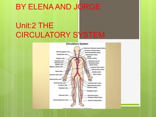 BY ELENA AND JORGE
Unit:2 THE
CIRCULATORY SYSTEM
 