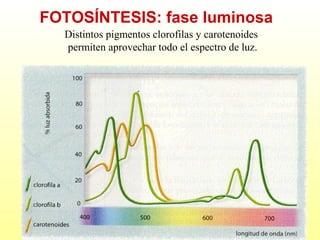 FOTOSÍNTESIS: fase luminosa
Distintos pigmentos clorofilas y carotenoides
permiten aprovechar todo el espectro de luz.

 