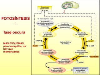 FOTOSÍNTESIS
:
fase oscura
MAS ESQUEMAS,
pero tranquilos, no
hay que
memorizarlos

 
