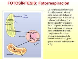 FOTOSÍNTESIS: Fotorrespiración
CO2

Fase
oscura

La enzima RuBisco (ribulosa
1,5 difosfato carboxilasa)
tiene mayor afinidad con el
oxígeno que con el dióxido de
carbono, uniéndose a él y
desperdiciando buena parte
del ATP que se produce en la
fase luminosa en un proceso
llamado fotorrespiración.
Las plantas reducen este
problema, aumentando la
concentración de CO2 para
que se una más fácilmente que
al O2.

 