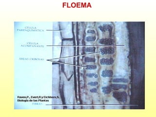 FLOEMA

 