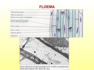 FLOEMA

 