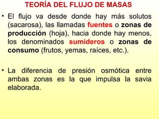TEORÍA DEL FLUJO DE MASAS
• El flujo va desde donde hay más solutos
(sacarosa), las llamadas fuentes o zonas de
producción (hoja), hacia donde hay menos,
los denominados sumideros o zonas de
consumo (frutos, yemas, raíces, etc.).
• La diferencia de presión osmótica entre
ambas zonas es la que impulsa la savia
elaborada.

 