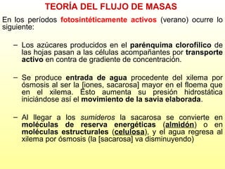 TEORÍA DEL FLUJO DE MASAS
En los períodos fotosintéticamente activos (verano) ocurre lo
siguiente:
– Los azúcares producidos en el parénquima clorofílico de
las hojas pasan a las células acompañantes por transporte
activo en contra de gradiente de concentración.
– Se produce entrada de agua procedente del xilema por
ósmosis al ser la [iones, sacarosa] mayor en el floema que
en el xilema. Esto aumenta su presión hidrostática
iniciándose así el movimiento de la savia elaborada.
– Al llegar a los sumideros la sacarosa se convierte en
moléculas de reserva energéticas (almidón) o en
moléculas estructurales (celulosa), y el agua regresa al
xilema por ósmosis (la [sacarosa] va disminuyendo)

 