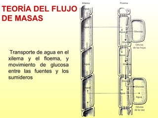TEORÍA DEL FLUJO
DE MASAS

Transporte de agua en el
xilema y el floema, y
movimiento de glucosa
entre las fuentes y los
sumideros

 