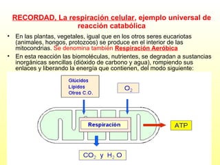 RECORDAD, La respiración celular, ejemplo universal de
reacción catabólica
• En las plantas, vegetales, igual que en los otros seres eucariotas
(animales, hongos, protozoos) se produce en el interior de las
mitocondrias. Se denomina también Respiración Aeróbica
• En esta reacción las biomoléculas, nutrientes, se degradan a sustancias
inorgánicas sencillas (dióxido de carbono y agua), rompiendo sus
enlaces y liberando la energía que contienen, del modo siguiente:

 