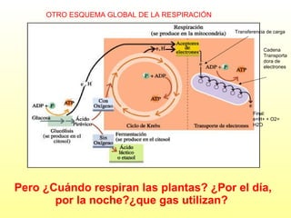 OTRO ESQUEMA GLOBAL DE LA RESPIRACIÓN
Transferencia de carga

Cadena
Transporta
dora de
electrones

Final:
e+H+ + O2=
H2O

Pero ¿Cuándo respiran las plantas? ¿Por el día,
por la noche?¿que gas utilizan?

 