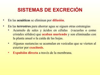 SISTEMAS DE EXCRECIÓN
•

En las acuáticas se eliminan por difusión.

•

En las terrestres para ahorrar agua se siguen otras estrategias
• Acumulo de sales y ácidos en células (vacuolas o como
cristales sólidos) que acaban muriendo y son eliminadas con
la planta anual o la caída de las hojas.
•

Algunas sustancias se acumulan en vesículas que se vierten al
exterior por exocitosis.

•

Expulsión directa a través de la membrana.

 