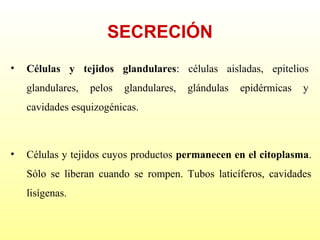 SECRECIÓN
•

Células y tejidos glandulares: células aisladas, epitelios
glandulares,

pelos

glandulares,

glándulas

epidérmicas

y

cavidades esquizogénicas.

•

Células y tejidos cuyos productos permanecen en el citoplasma.
Sólo se liberan cuando se rompen. Tubos laticíferos, cavidades
lisígenas.

 