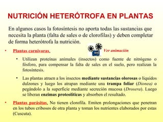 NUTRICIÓN HETERÓTROFA EN PLANTAS
En algunos casos la fotosíntesis no aporta todas las sustancias que
necesita la planta (falta de sales o de clorofilas) y deben completar
de forma heterótrofa la nutrición.
•

Plantas carnívoras.

Ver animación

•

•

•

Utilizan proteínas animales (insectos) como fuente de nitrógeno o
fósforo, para compensar la falta de sales en el suelo, pero realizan la
fotosíntesis.
Las plantas atraen a los insectos mediante sustancias olorosas o líquidos
dulzones y luego los atrapan mediante una trampa foliar (Dionea) o
pegándolo a la superficie mediante secreción mucosa (Drosera). Luego
se liberan enzimas proteolíticas y absorben el resultado.

Plantas parásitas. No tienen clorofila. Emiten prolongaciones que penetran
en los tubos cribosos de otra planta y toman los nutrientes elaborados por estas
(Cuscuta).

 