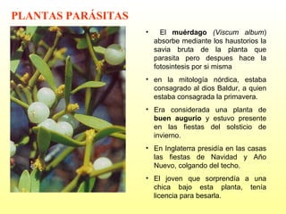 PLANTAS PARÁSITAS
•

El muérdago (Viscum album)
absorbe mediante los haustorios la
savia bruta de la planta que
parasita pero despues hace la
fotosintesis por si misma

• en la mitología nórdica, estaba
consagrado al dios Baldur, a quien
estaba consagrada la primavera.
• Era considerada una planta de
buen augurio y estuvo presente
en las fiestas del solsticio de
invierno.
• En Inglaterra presidía en las casas
las fiestas de Navidad y Año
Nuevo, colgando del techo.
• El joven que sorprendía a una
chica bajo esta planta, tenía
licencia para besarla.

 