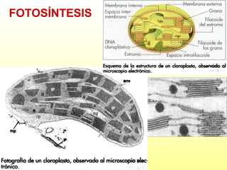 FOTOSÍNTESIS

 