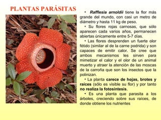 PLANTAS PARÁSITAS

• Rafflesia arnoldii tiene la flor más
grande del mundo, con casi un metro de
diámetro y hasta 11 kg de peso.
• Su flores rojas carnosas, que sólo
aparecen cada varios años, permanecen
abiertas únicamente entre 5-7 días.
• Las flores desprenden un fuerte olor
fétido (similar al de la carne podrida) y son
capaces de emitir calor. Se cree que
ambos mecanismos les sirven para
mimetizar el calor y el olor de un animal
muerto y atraer la atención de las moscas
de la carroña que son los insectos que la
polinizan.
• La planta carece de hojas, brotes y
raíces (sólo es visible su flor) y por tanto
no realiza la fotosíntesis.
• Es una planta que parasita a los
árboles, creciendo sobre sus raíces, de
donde obtiene los nutrientes

 