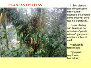 PLANTAS EPÍFITAS

• Son plantas
que crecen sobre
otro vegetal
usándolo solamente
como soporte, pero
que no lo parásita.
•Estas plantas
son llamadas en
ocasiones "planta
aéreas", ya que no
enraizan sobre el
suelo.
•Realizan la
fotosíntesis
•Ejemplos:
orquídeas,
bromelias,…

 