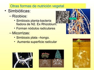Otras formas de nutrición vegetal

• Simbióticas:
– Rizobios:
• Simbiosis planta-bacteria
fiadora de N2. Ex Rhizobium.
• Forman nódulos radiculares

– Micorrizas:
• Simbiosis plata –hongo.
• Aumenta superficie radicular

 