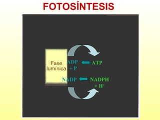 FOTOSÍNTESIS

ADP
+P
NADP

ATP
NADPH
+ H+

 