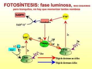 FOTOSÍNTESIS: fase luminosa, MAS ESQUEMAS
pero tranquilos, no hay que memorizar tantos nombres

 
