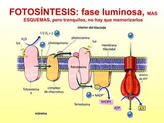 FOTOSÍNTESIS: fase luminosa, MAS
ESQUEMAS, pero tranquilos, no hay que memorizarlos

 