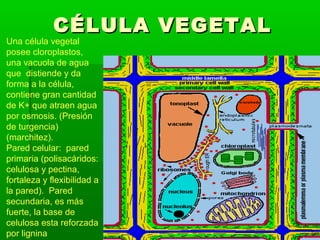 CÉLULA VEGETAL

Una célula vegetal
posee cloroplastos,
una vacuola de agua
que distiende y da
forma a la célula,
contiene gran cantidad
de K+ que atraen agua
por osmosis. (Presión
de turgencia)
(marchitez).
Pared celular: pared
primaria (polisacáridos:
celulosa y pectina,
fortaleza y flexibilidad a
la pared). Pared
secundaria, es más
fuerte, la base de
celulosa esta reforzada
por lignina

 