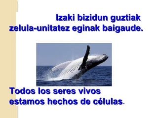 Izaki bizidun guztiakIzaki bizidun guztiak
zelula-unitatez eginak baigaude.zelula-unitatez eginak baigaude.
Todos los seres vivosTodos los seres vivos
estamos hechos de célulasestamos hechos de células.
 