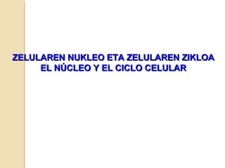 ZELULAREN NUKLEO ETA ZELULAREN ZIKLOAZELULAREN NUKLEO ETA ZELULAREN ZIKLOA
EL NÚCLEO Y EL CICLO CELULAREL NÚCLEO Y EL CICLO CELULAR
 