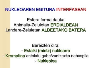 NUKLEOAREN EGITURANUKLEOAREN EGITURA INTERFASEANINTERFASEAN
Esfera forma daukaEsfera forma dauka
Animalia-ZeluletanAnimalia-Zeluletan ERDIALDEANERDIALDEAN
Landare-ZeluletanLandare-Zeluletan ALDEETAKO BATERAALDEETAKO BATERA
Bereizten dira:Bereizten dira:
-- Estalki (mintz) nuklearraEstalki (mintz) nuklearra
-- KromatinaKromatina antolatu gabe/zuntzexka nahaspilaantolatu gabe/zuntzexka nahaspila
-- NukleoloaNukleoloa
 