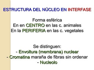 ESTRUCTURA DEL NÚCLEO ENESTRUCTURA DEL NÚCLEO EN INTERFASEINTERFASE
Forma esféricaForma esférica
En enEn en CENTROCENTRO en las c. animalesen las c. animales
En laEn la PERIFERIAPERIFERIA en las c. vegetalesen las c. vegetales
Se distinguen:Se distinguen:
-- Envoltura (membrana) nuclearEnvoltura (membrana) nuclear
-- CromatinaCromatina maraña de fibras sin ordenarmaraña de fibras sin ordenar
-- NucleoloNucleolo
 