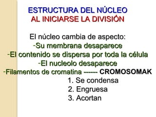 ESTRUCTURA DEL NÚCLEOESTRUCTURA DEL NÚCLEO
AL INICIARSE LA DIVISIÓNAL INICIARSE LA DIVISIÓN
El núcleo cambia de aspecto:El núcleo cambia de aspecto:
-Su membrana desapareceSu membrana desaparece
-El contenido se dispersa por toda la célulaEl contenido se dispersa por toda la célula
-El nucleolo desapareceEl nucleolo desaparece
-Filamentos de cromatina ------Filamentos de cromatina ------ CROMOSOMAKCROMOSOMAK
1. Se condensa1. Se condensa
2. Engruesa2. Engruesa
3. Acortan3. Acortan
 