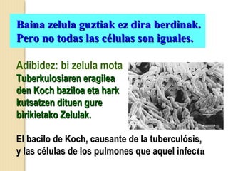 Baina zelula guztiak ez dira berdinak.Baina zelula guztiak ez dira berdinak.
Pero no todas las células son iguales.Pero no todas las células son iguales.
Adibidez: bi zelula mota
Tuberkulosiaren eragileaTuberkulosiaren eragilea
den Koch baziloa eta harkden Koch baziloa eta hark
kutsatzen dituen gurekutsatzen dituen gure
birikietako Zelulak.birikietako Zelulak.
El bacilo de Koch, causante de la tuberculósis,El bacilo de Koch, causante de la tuberculósis,
y las células de los pulmones que aquel infecy las células de los pulmones que aquel infectata
 