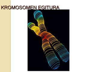 KROMOSOMEN EGITURAKROMOSOMEN EGITURA
 
