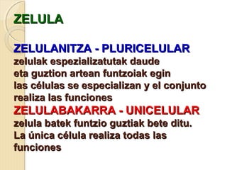 ZELULAZELULA
ZELULANITZA - PLURICELULARZELULANITZA - PLURICELULAR
zelulak espezializatutak daudezelulak espezializatutak daude
eta guztion artean funtzoiak egineta guztion artean funtzoiak egin
las células se especializan y el conjuntolas células se especializan y el conjunto
realiza las funcionesrealiza las funciones
ZELULABAKARRA - UNICELULARZELULABAKARRA - UNICELULAR
zelula batek funtzio guztiak bete ditu.zelula batek funtzio guztiak bete ditu.
La única célula realiza todas lasLa única célula realiza todas las
funcionesfunciones
 